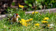 picture of Goldfinches, Carduelis carduelis, collecting dandelion petals for nest building