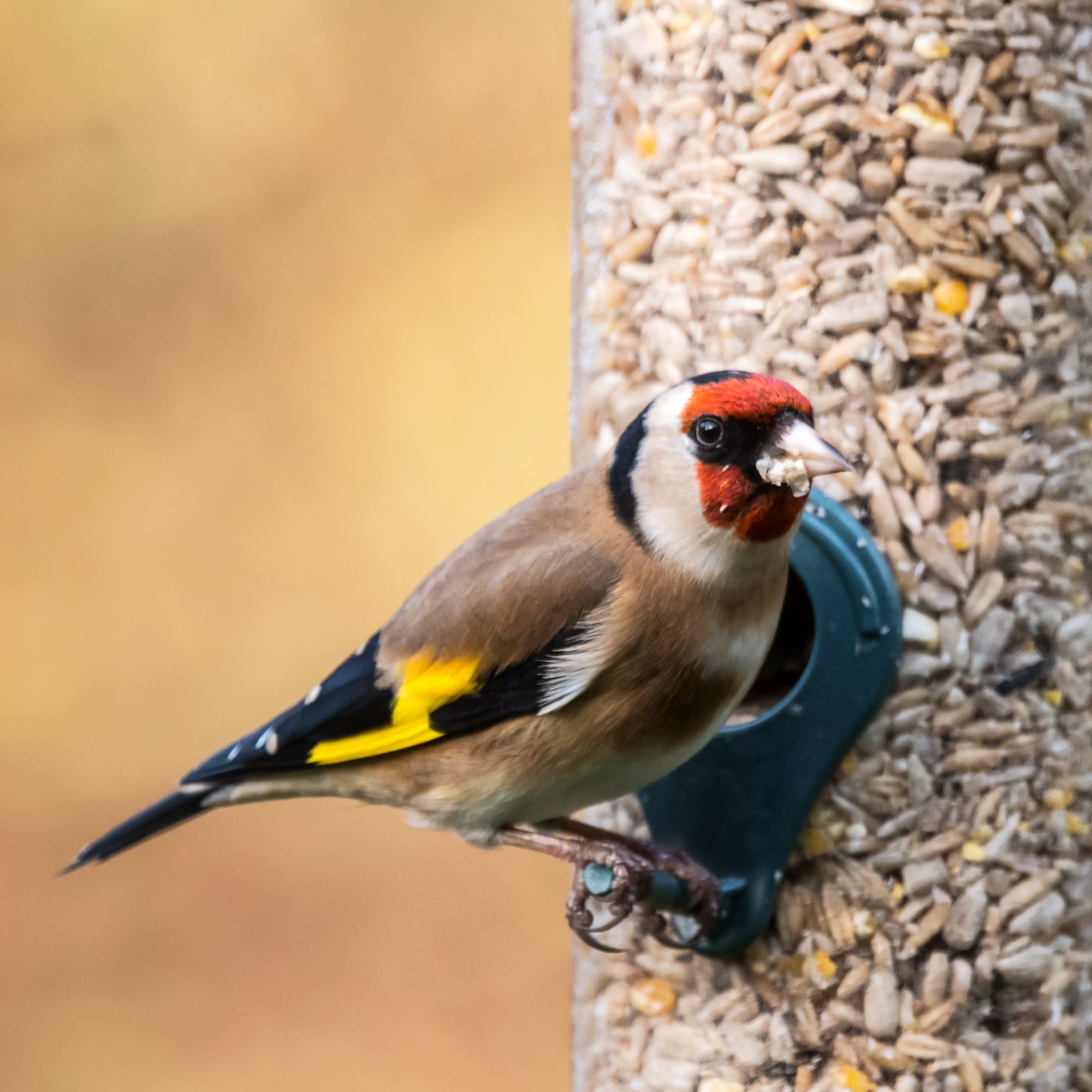 a goldfinch on a bird feeder by bearacreative - GettyImages-638653092