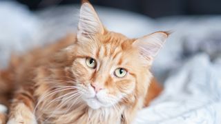 Big red cat Maine Coon is lying on the bed