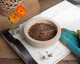 Saving cosmos seeds in bowl