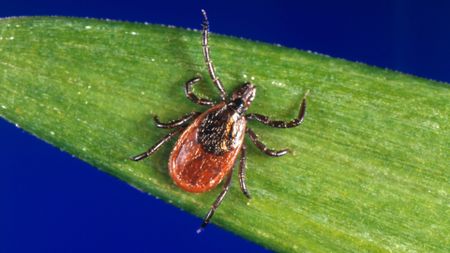 A close-up picture of a black and red tick perched on a leaf