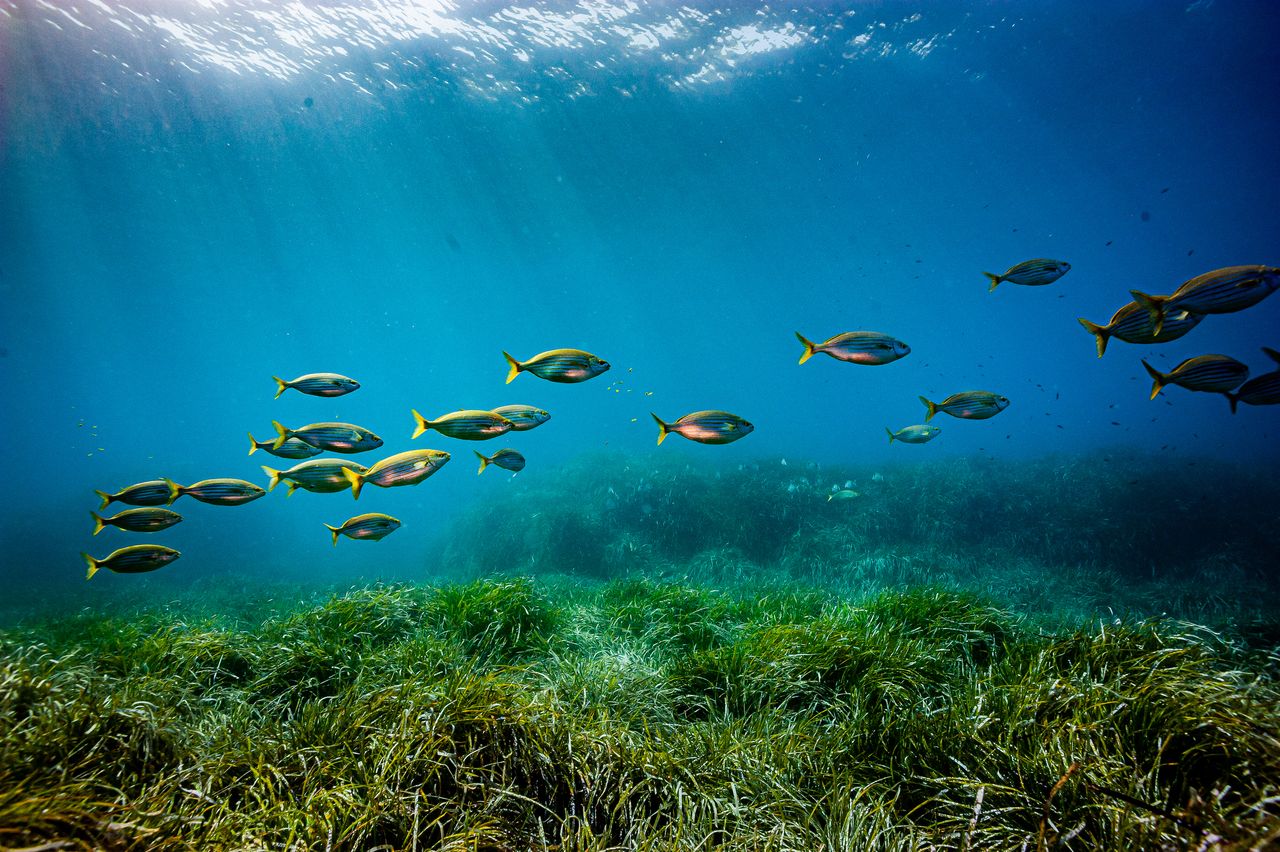 Fish swimming in the Mediterranean Sea