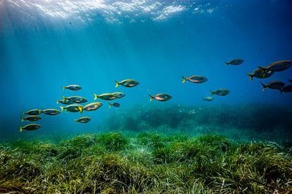 Fish swimming in the Mediterranean Sea