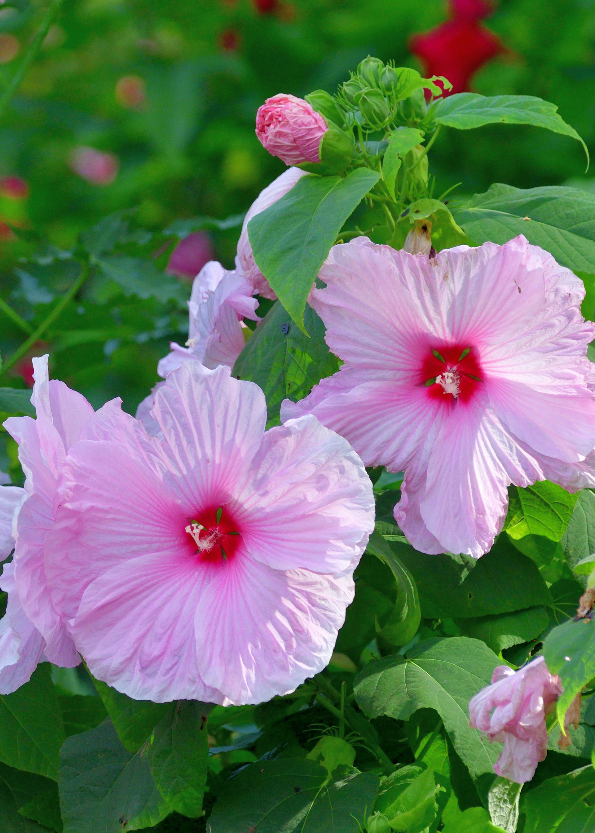 pink hibiscus moscheutos swamp mallow