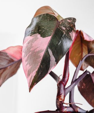 Philodendron with a pink variegation