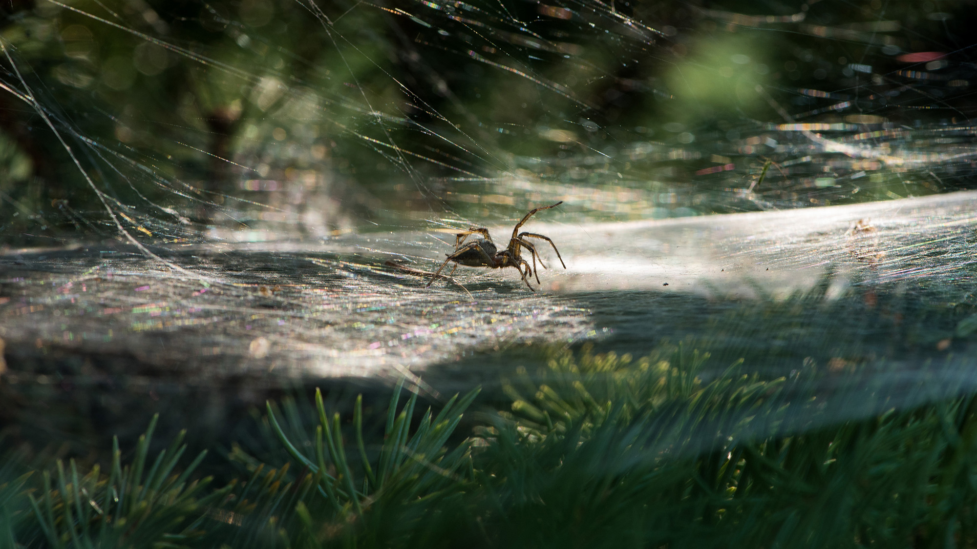 Spider in Christmas tree