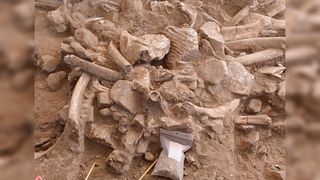Pile of mammoth bones