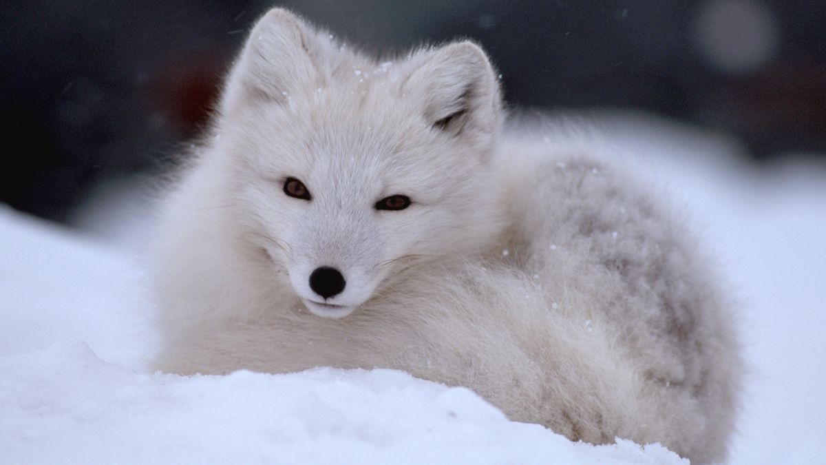 Why is Fjällräven so expensive? Advnture