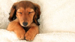 Dachshund puppy asleep in bed