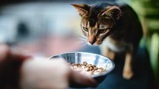 Cat looking at food in bowl