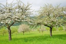 Apple Trees in Orchard