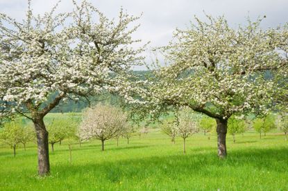 Apple Trees in Orchard