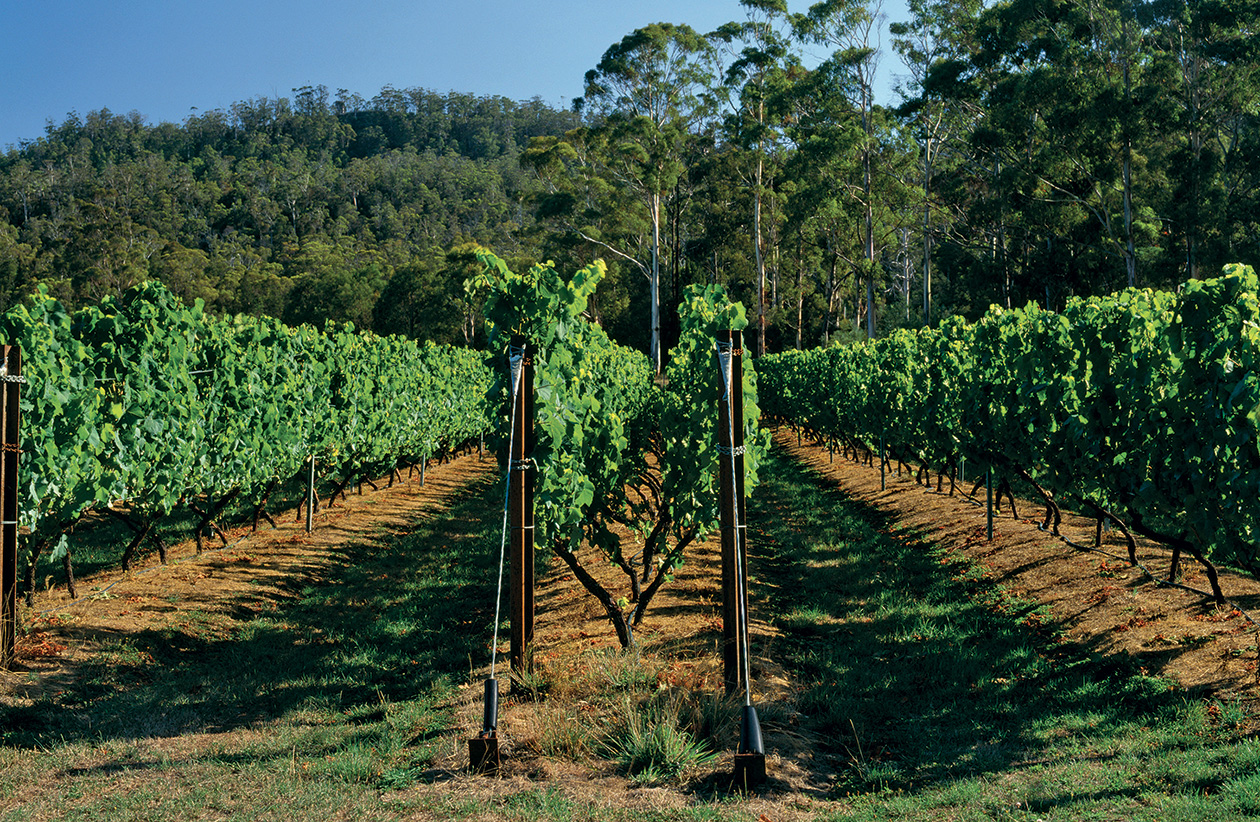 Apsley Gorge vineyard Tasmnaia