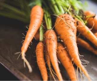 Carrot harvest