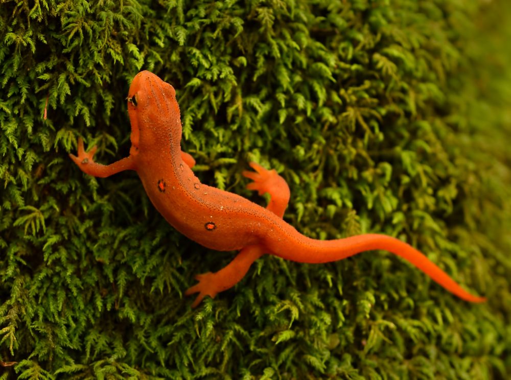 orange salamander poisonous