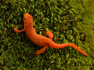 An Eastern red-spotted newt