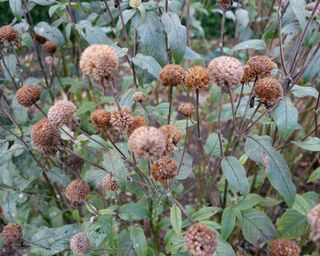 Bee balm seedheads should be removed and the plants cut to the ground int he fall