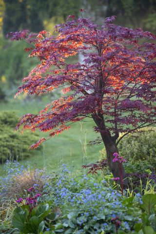 Acer palmatum Fireglow.