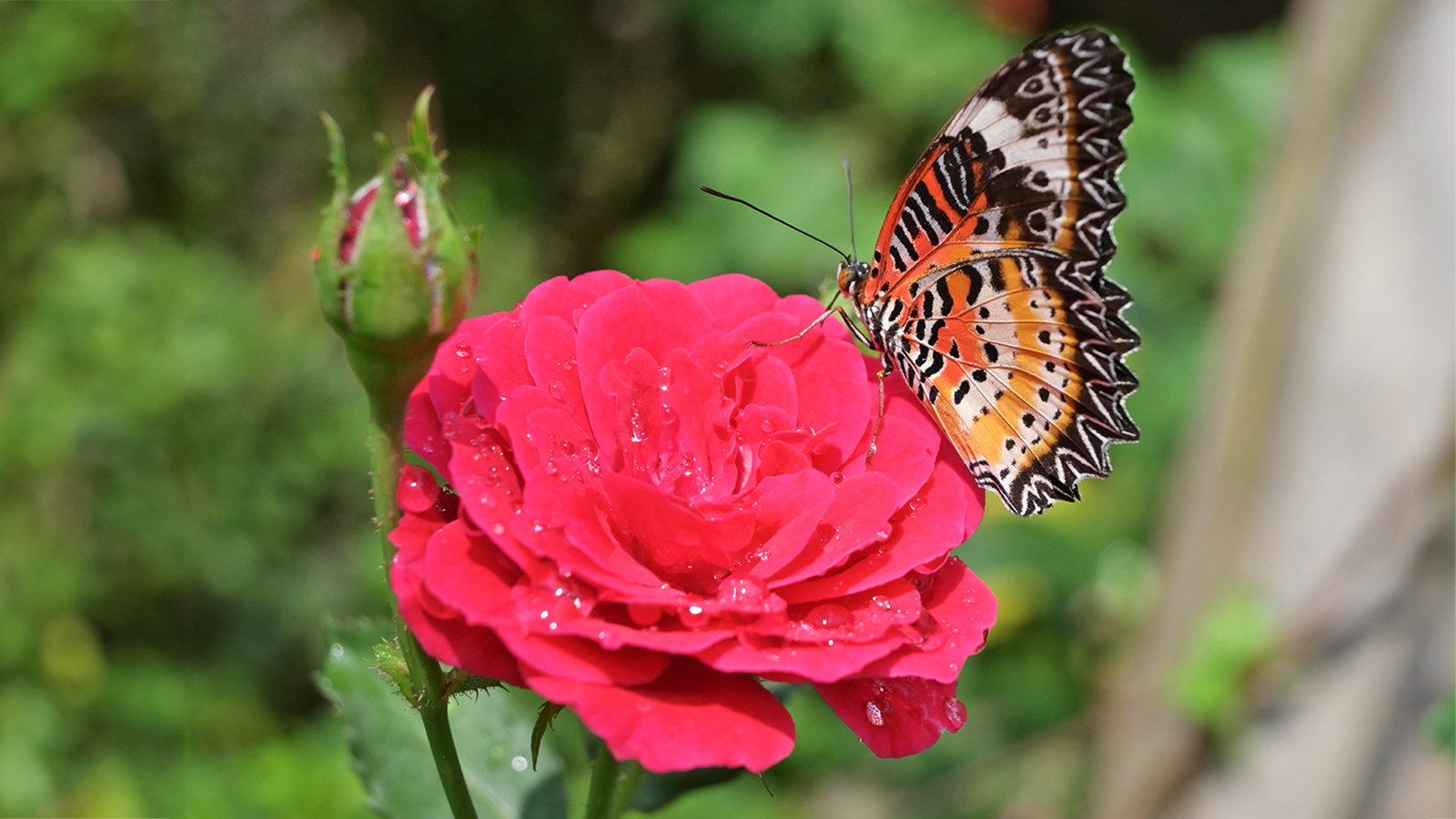 Butterfly resting on rose