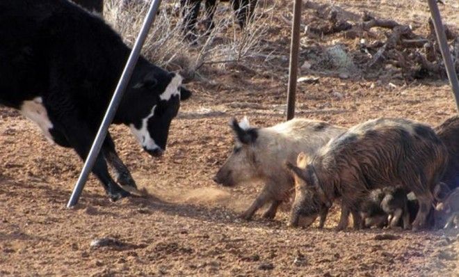 Feral pigs 