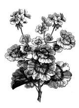 Juniper plant illustration