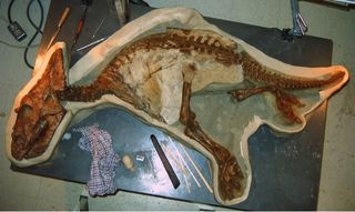 ceratopsid skeleton