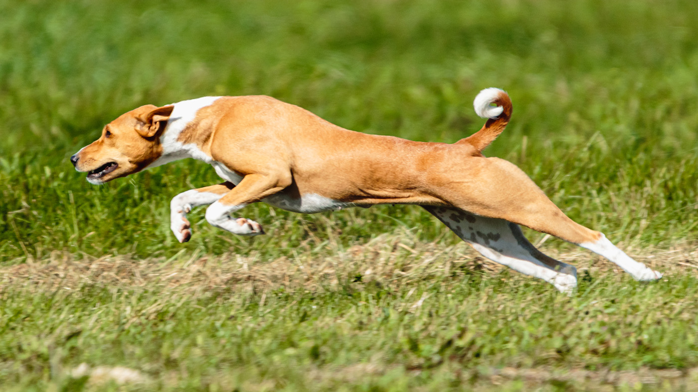 Basenji running