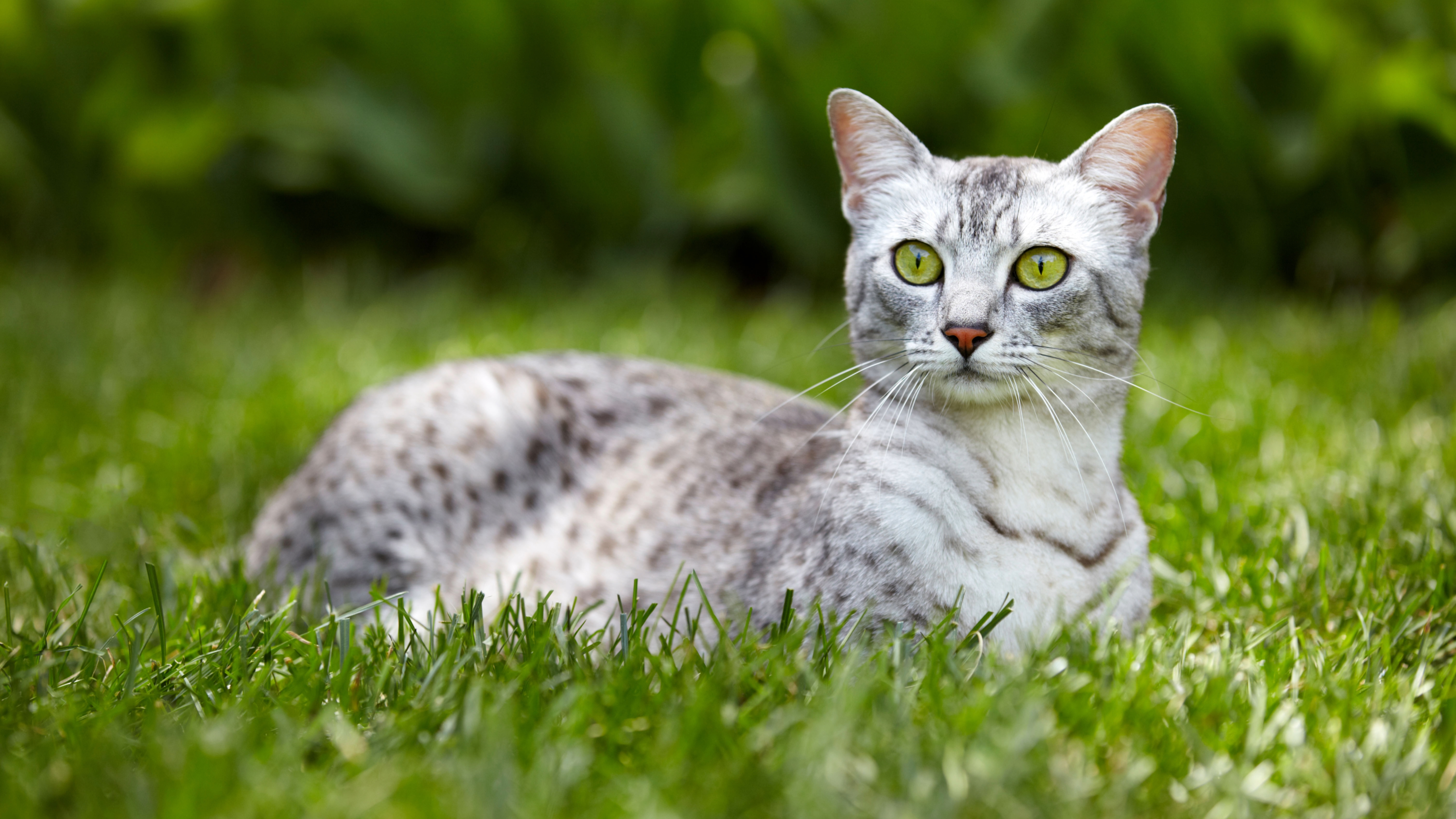 Egyptian Mau