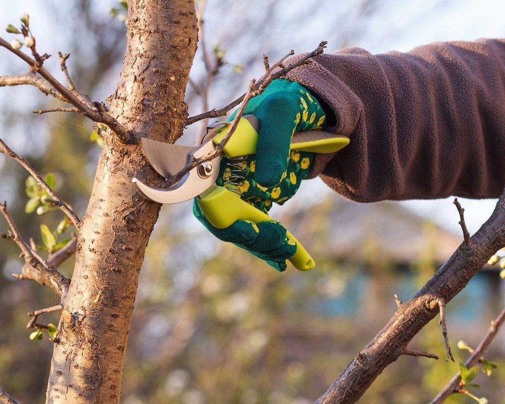 How to prune a plum tree: easy steps to keep cordon, bush or pyramid ...