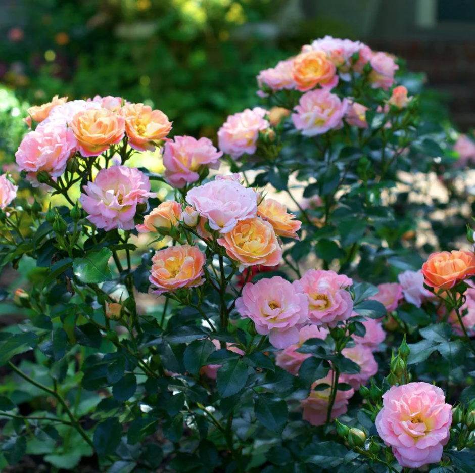 Peach Drift Rose growing in garden