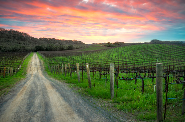 Silver Oak Red Tail Vineyard
