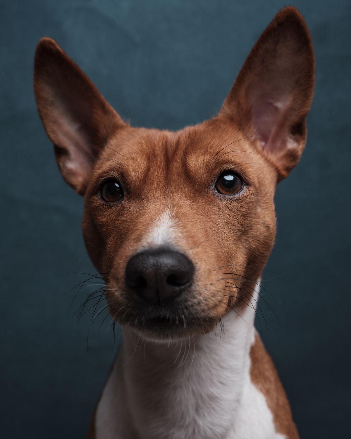 Elinchrom THREE