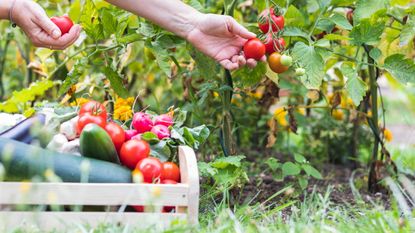 A gardener harvesting tomatoes into a wooden basket filled with vegetables