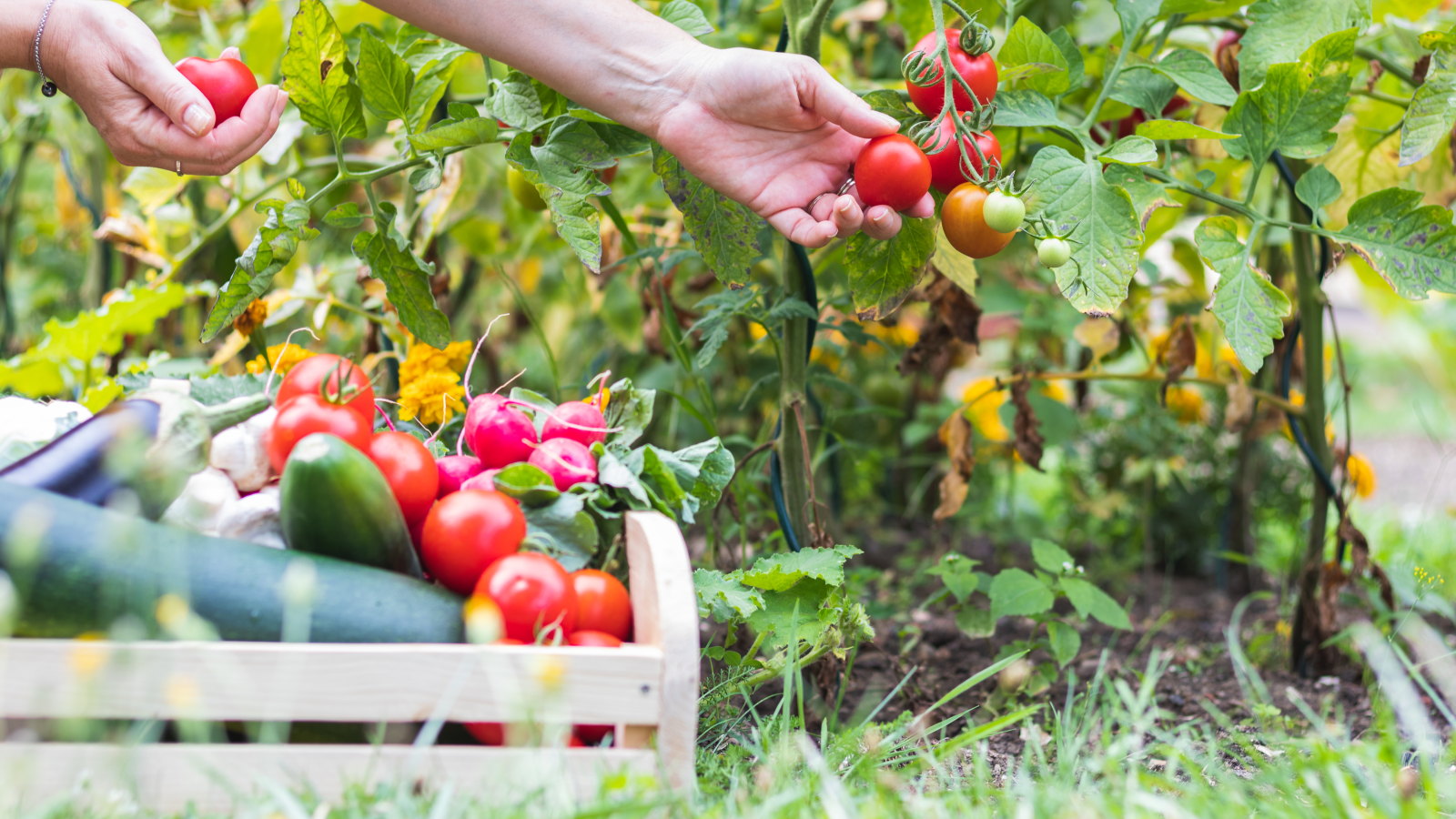 A gardener harvesting tomatoes into a wooden basket filled with vegetables