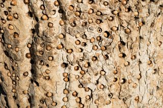 The acorn woodpecker stashes acorns in numerous holes the bird drills into tree bark. The pattern it leaves is disturbing to some people.