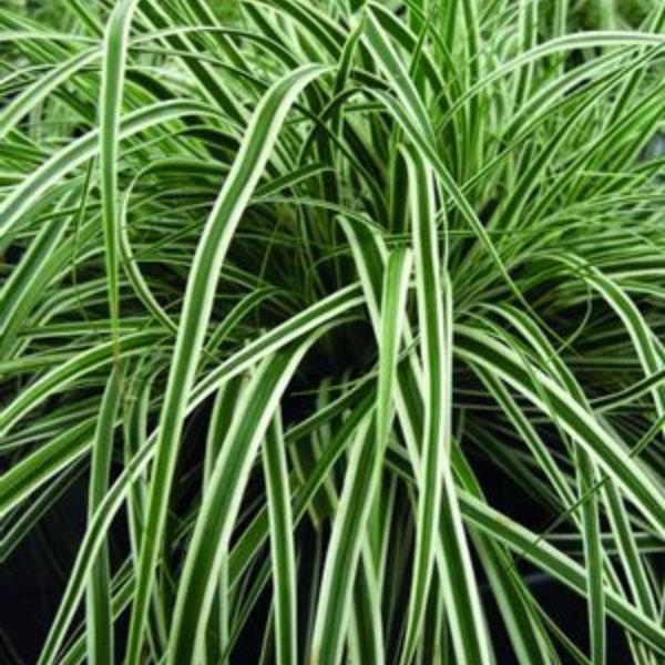 Evercolor&amp;reg; Everest&amp;trade; Variegated Sedge Grass - Quart Container
