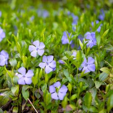 Periwinkle ground cover