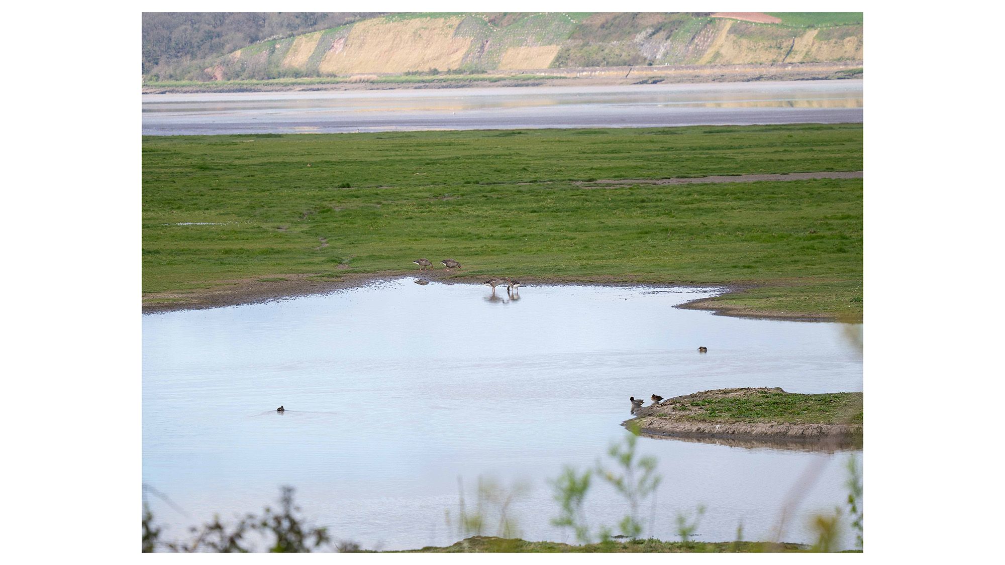 Birds at Slimbridge Wetland Centre on a lake surrounded by green grass 