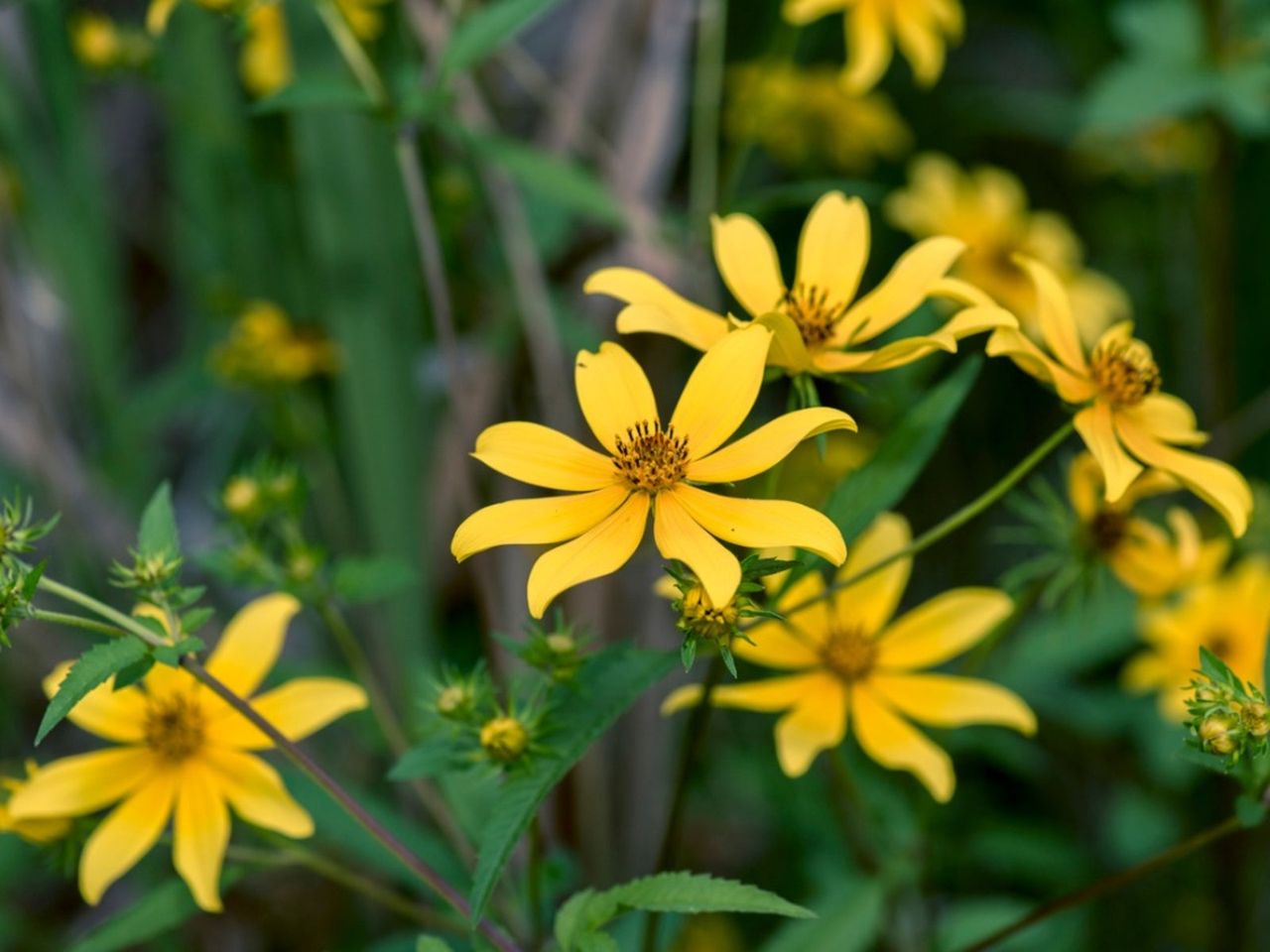 Yellow Tickseed Sunflower Plants