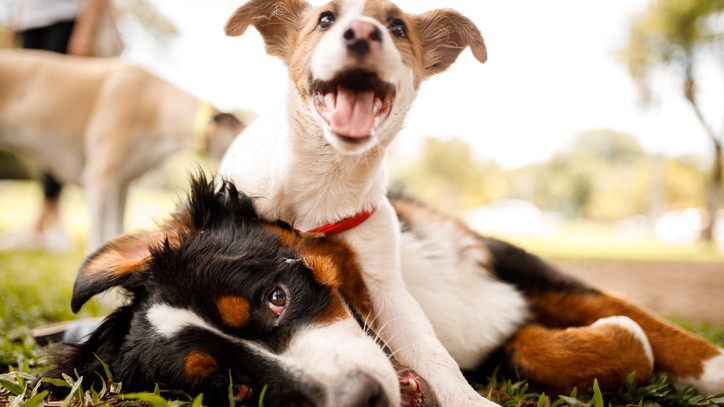 when to stop feeding puppy food