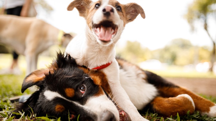 When Should I Stop Feeding My Dog Puppy Food A Vet Answers PetsRadar
