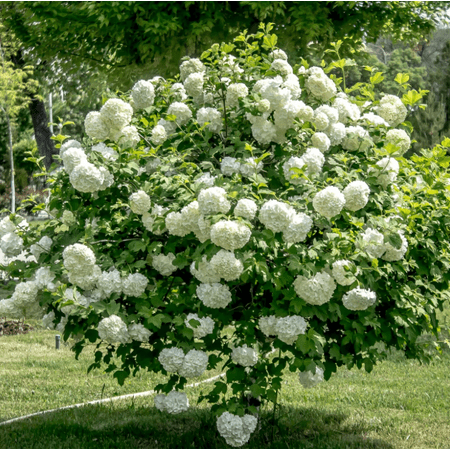 Old Fashion Snowball Viburnum Plant White Viburnum Shrub Viburnum Highbush Starter Plant 4 to 12 Inch Tall in 4 Inch Pot - Dormant in Winter
