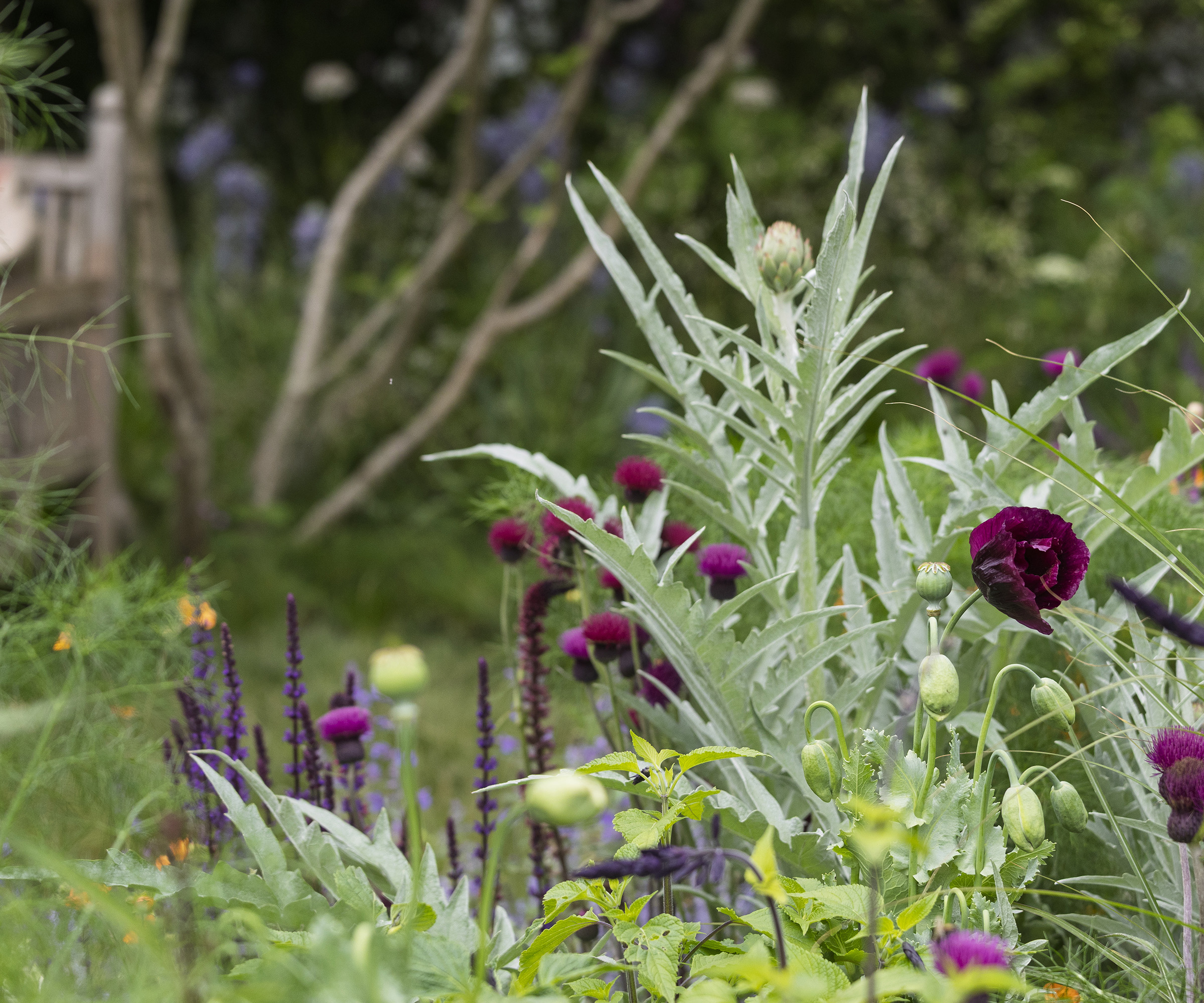 Dog friendly plants in a garden designed by Monty Don in the 2025 Chelsea Flower Show