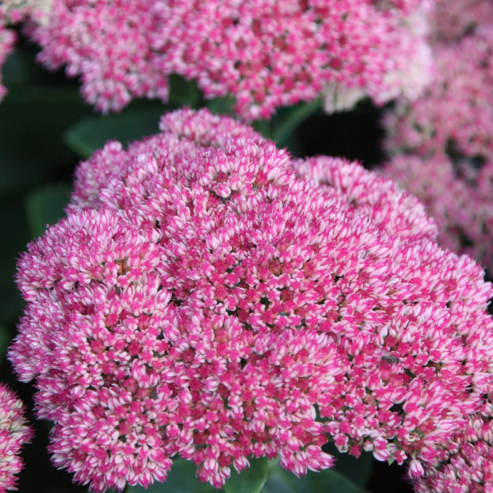 Sedum