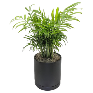 A potted parlor palm in a black planter