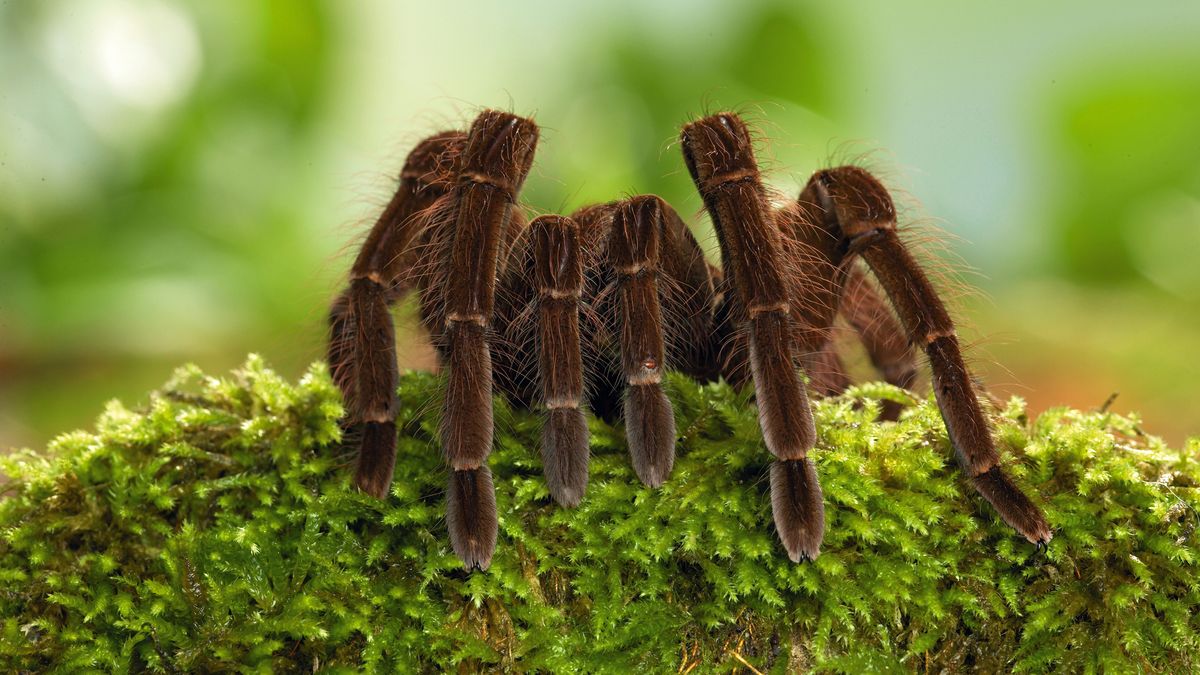 what-is-the-largest-arachnid-to-ever-live