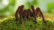 Goliath birdeater spider on moss.