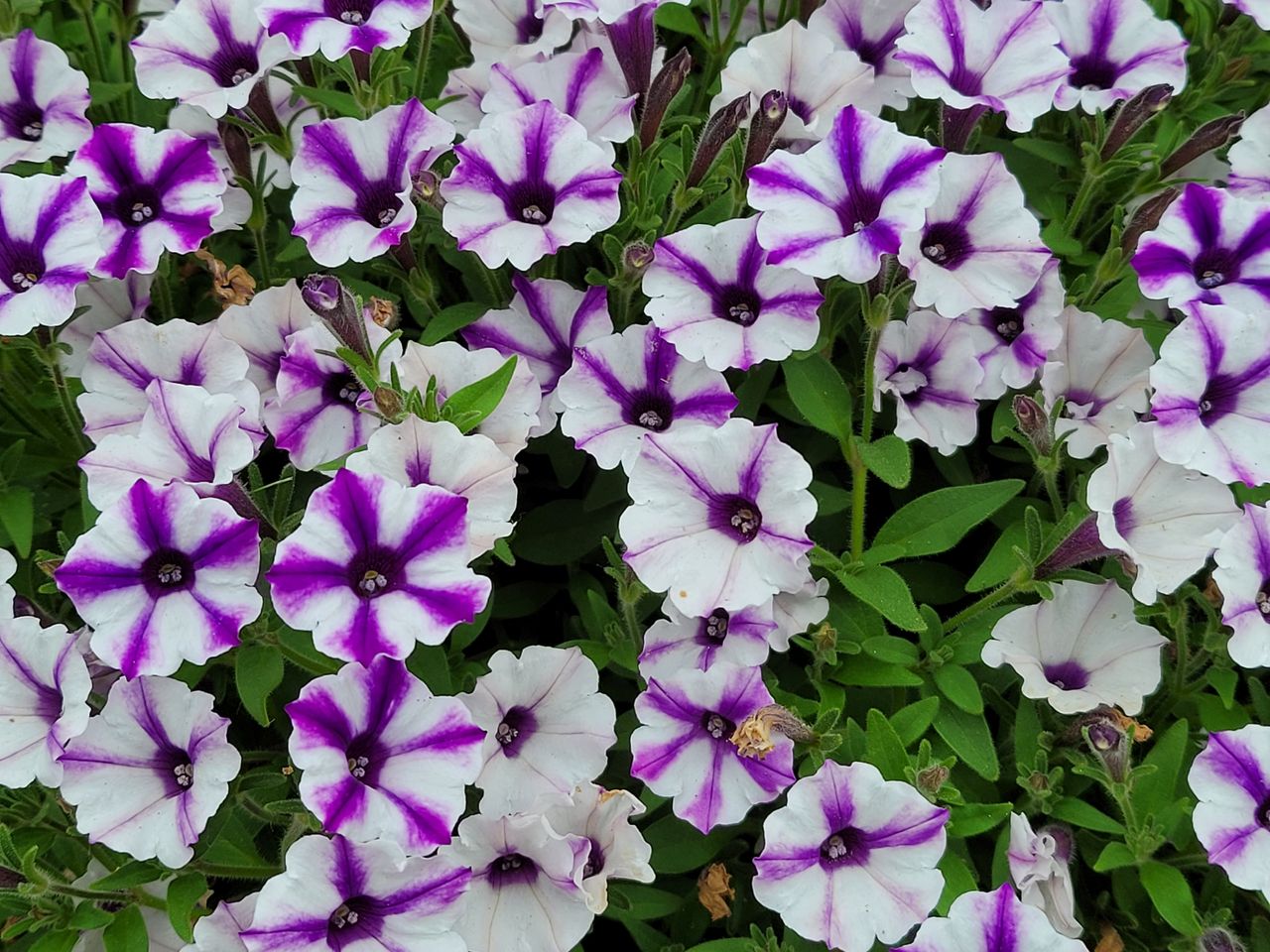 Samsung Galaxy Z Fold 2 camera samples