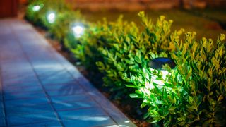 Solar lights in flowerbed