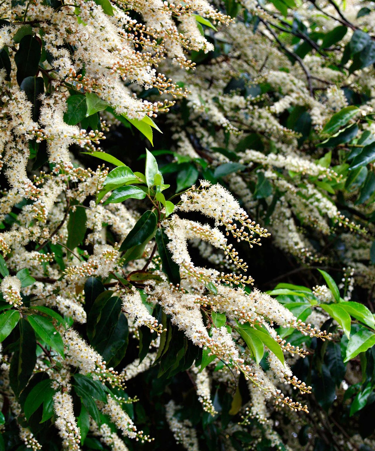 Best hedging plants 10 choices for beautiful boundaries Homes & Gardens